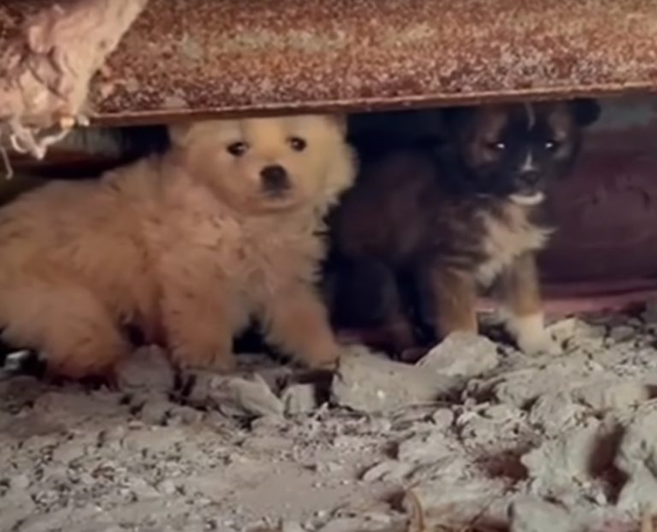 Mamma cane chiede aiuto per i suoi cuccioli