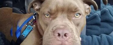 Pitbull deluso dal suo proprietario