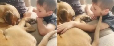 Un bambino conforta il suo cane