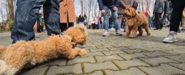 Un cane incontra una marionetta