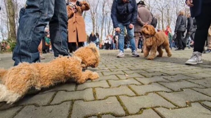 Un cane incontra una marionetta