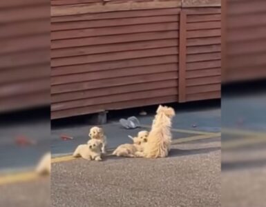 Un signore incontra un cane che lo conduce dai suoi cuccioli