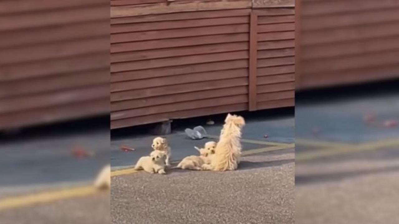 Un signore incontra un cane che lo conduce dai suoi cuccioli