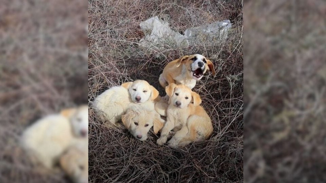 Una cucciolata randagia salvata da una coppia