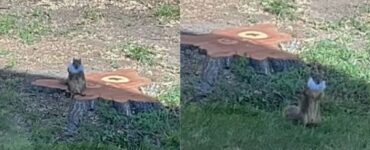 Uno scoiattolo si rattrista per la perdita del suo albero