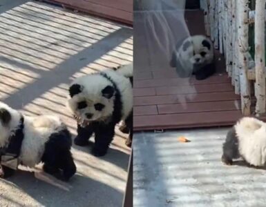 3 foto panda
