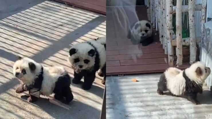 3 foto panda