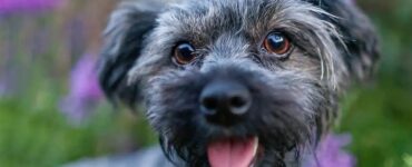 4 consigli lingua