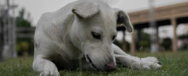 4 cose canile