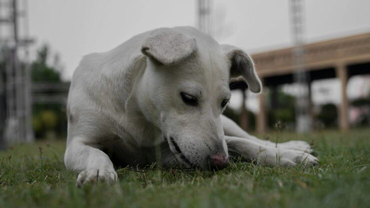 4 cose canile