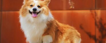 4 curiosità corgi