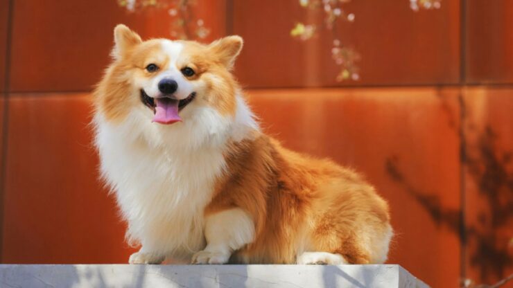 4 curiosità corgi