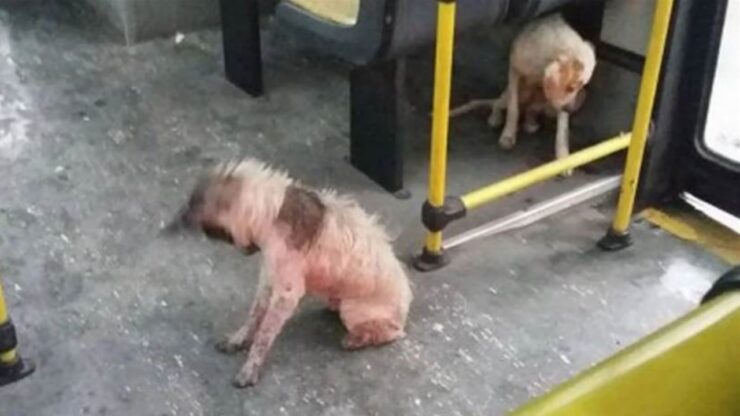 Autista fa entrare due cani randagi nel suo veicolo