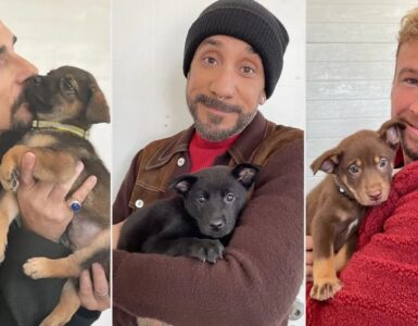 Backstreet Boys cercano casa per 5 cuccioli