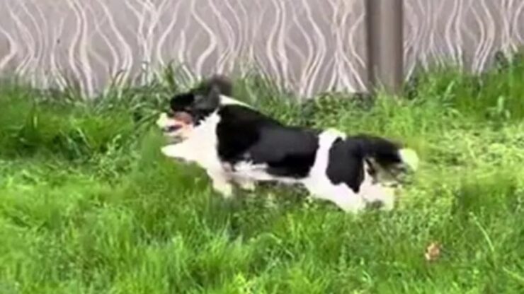 Cagnolina felice di essere libera