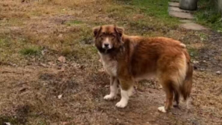 Cagnolina abbandonata dopo il divorzio