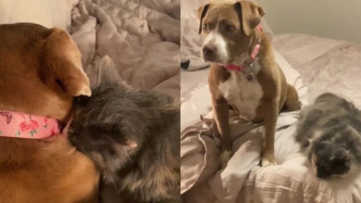 Cagnolino ha paura dei temporali