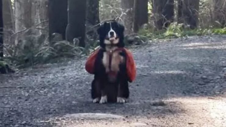 Cagnolino fa una protesta perchè non vuole tornare a casa