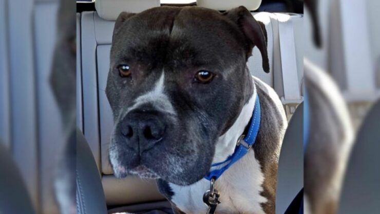 Cane anziano riportato in rifugio dopo 9 anni