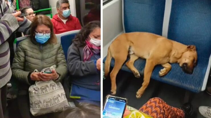 Cane dorme sui sedili della metro