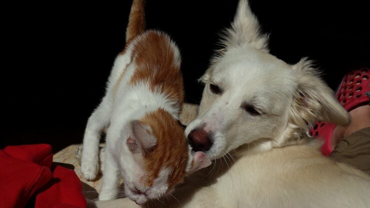 Cane e gatto: un giorno di lutto per la scomparsa