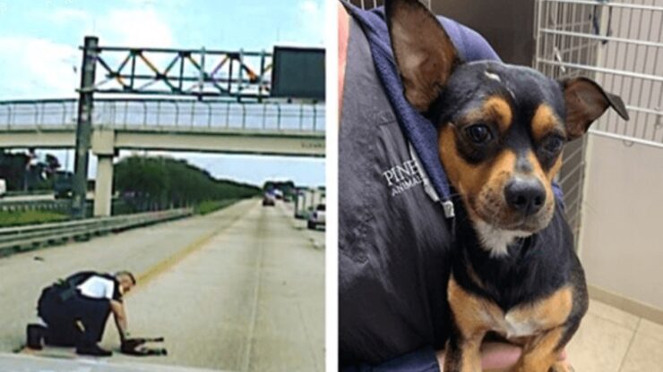 Cane investito salvato da un poliziotto