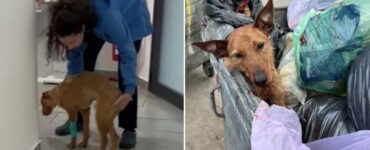 Cane maltrattato e colpito con due colpi di piccone