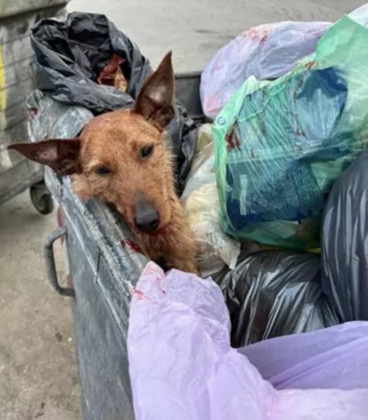 Cane maltrattato e colpito con due colpi di piccone