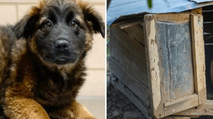 Cane piangeva e cercava aiuto