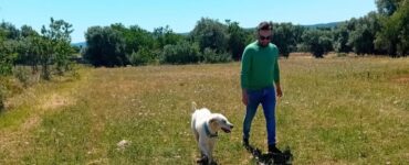 Cane randagio salvato da un veterinario