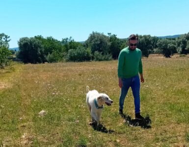 Cane randagio salvato da un veterinario