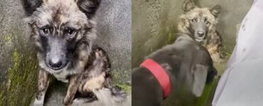 Cane randagio accetta l'aiuto della donna