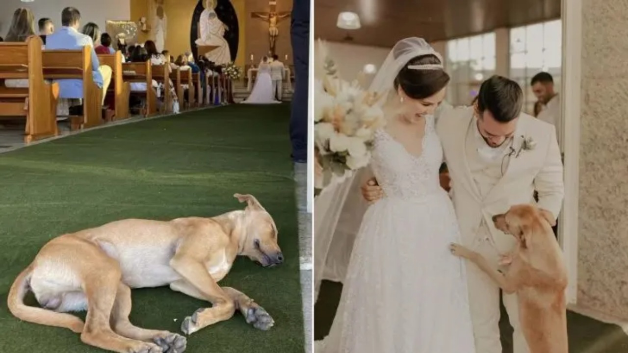 Cane randagio interrompe un matrimonio