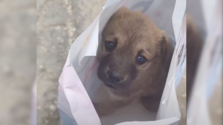 Cucciolo depresso trovato da un operaio