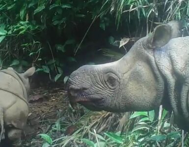 Cucciolo di rinoceronte: una speranza per la specie