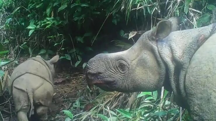 Cucciolo di rinoceronte: una speranza per la specie