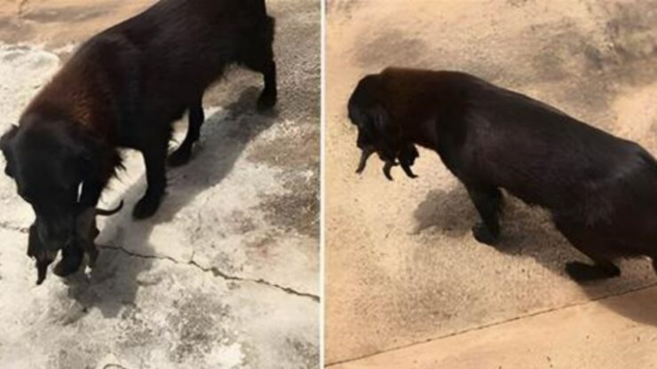 Cucciolo gettato nella spazzatura salvato da un cane randagio
