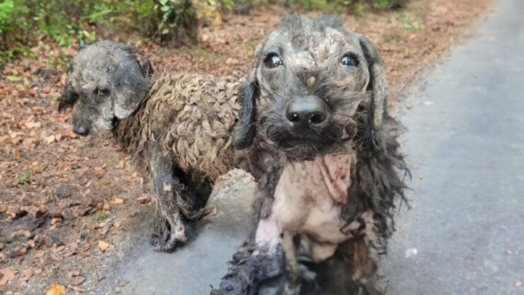 Due cuccioli tenuti in pessimo stato