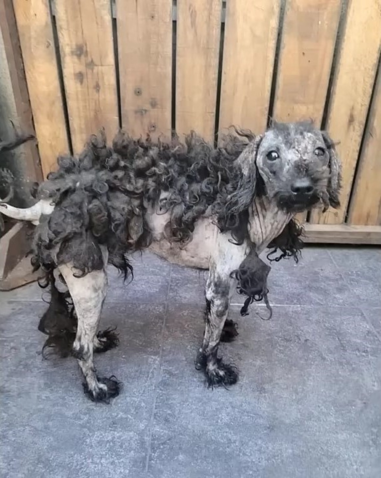 Due cuccioli tenuti in pessimo stato