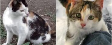 Gatta incinta abbandonata per strada