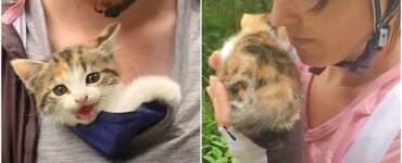 Gattina abbandonata trova famiglia