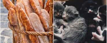 Un gattino in regalo con una baguette