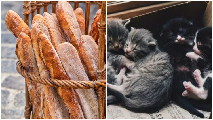 Un gattino in regalo con una baguette