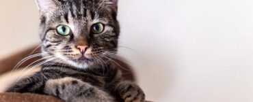 Gatto: dove accarezzarlo?