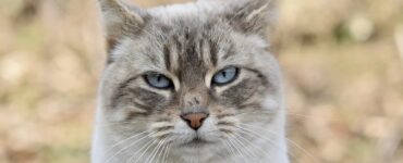 Gatto: quanto vive?