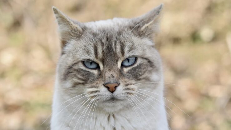 Gatto: quanto vive?