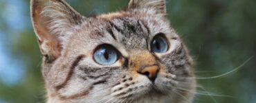 Il tuo gatto ti ama?