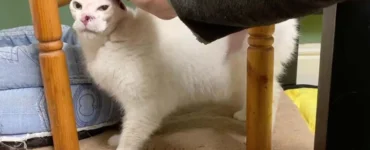 Gatto sviluppa una neoplasia per il sole