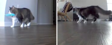 Gatto lasciato in casa