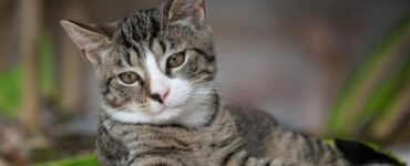 Gatto: quando necessitano fare attività fisica?